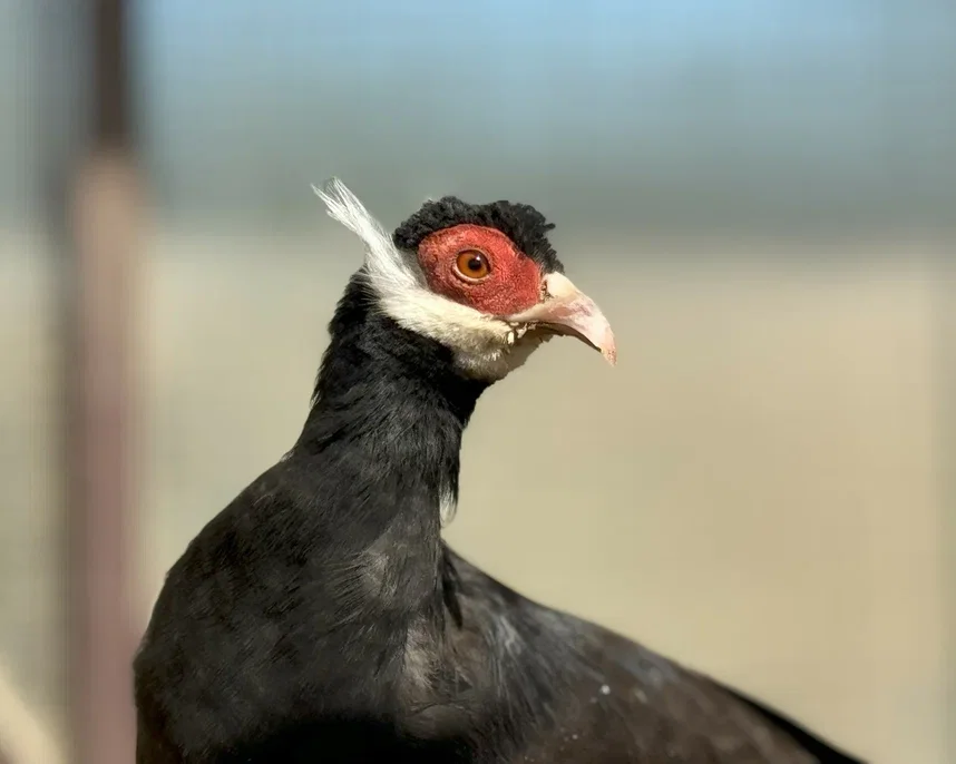 Фото Эко-ферма Тишь да Крышь - Зоопарки / Фермы / Океонариумы в Москве | Досугатор